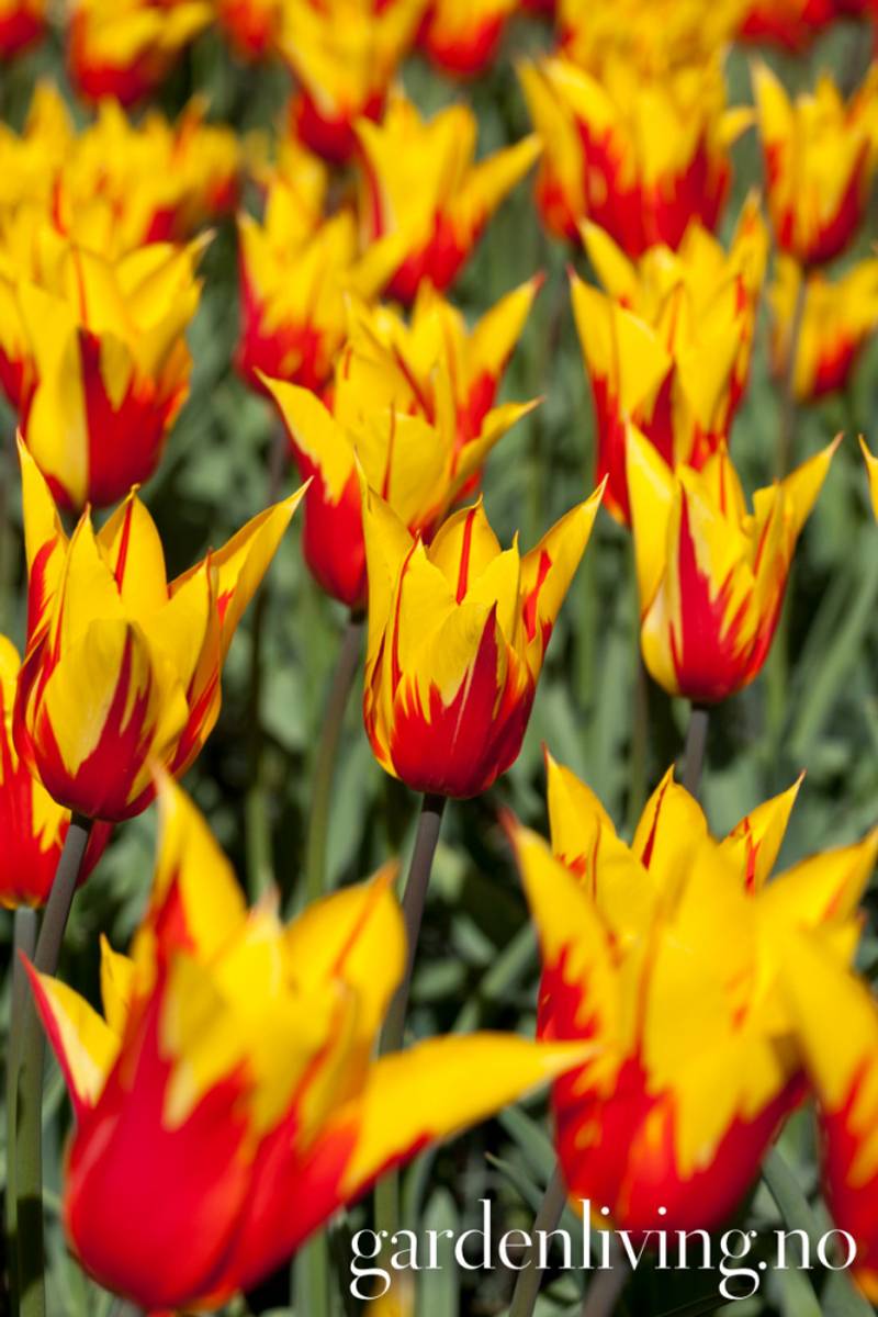 Tulipan 'Fire Wings', Liljeblomstrende - 8 stk