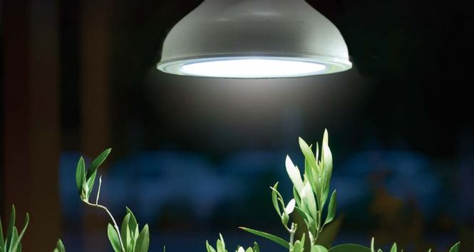 Hovedbilde Plantelyspære LED 18W