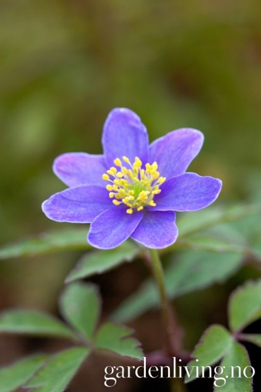 Hvitveis 'Royal Blue' - Anemone nemorosa - 1 stk 