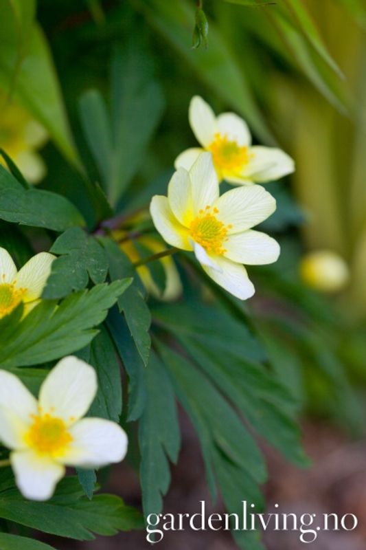 Halvveis - Anemone x lipsiensis - 1 stk