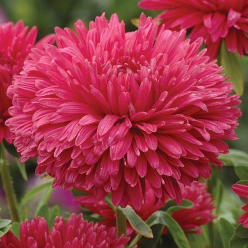 Sommeraster 'Strawberry Crush' - Callistephus chinensis