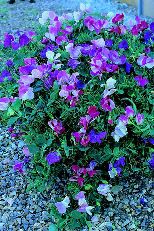 Blomsterert 'Cupid Mixed' Krypende