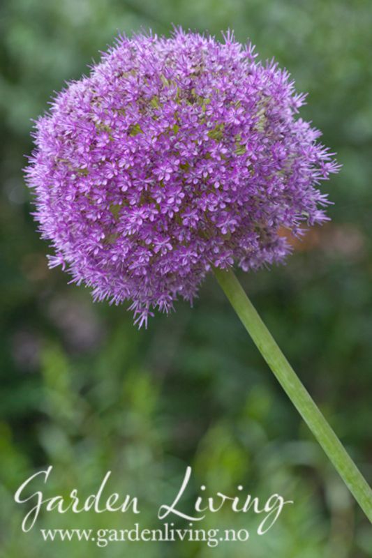 Kjempeløk - Allium giganteum - 1 stk