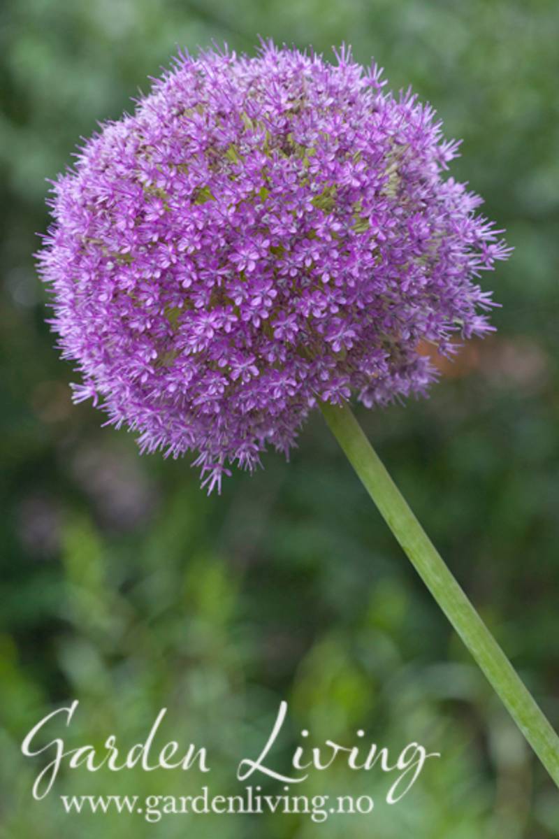 Kjempeløk - Allium giganteum - 1 stk