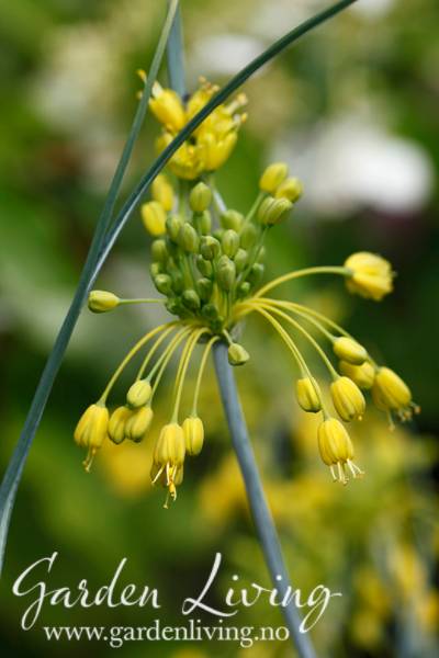 Hovedbilde Doggløk - Allium flavum ssp. flavum - 4 stk