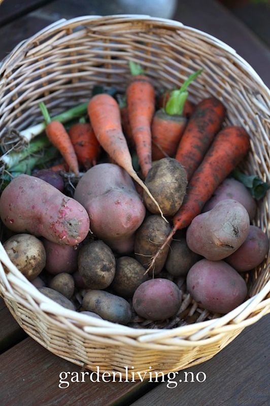 Settepotet, sen 'Beate' 1 kg
