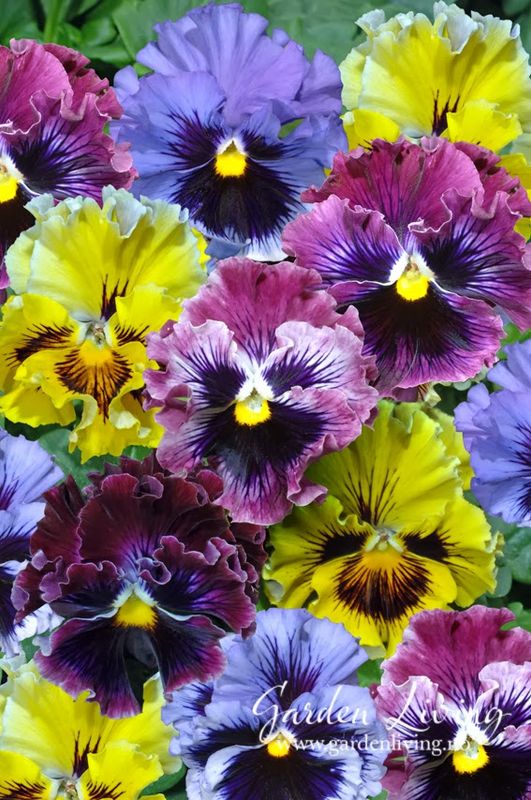 Stemorsblomst 'Frizzle Sizzle Mixed’ - Viola x wittrockian
