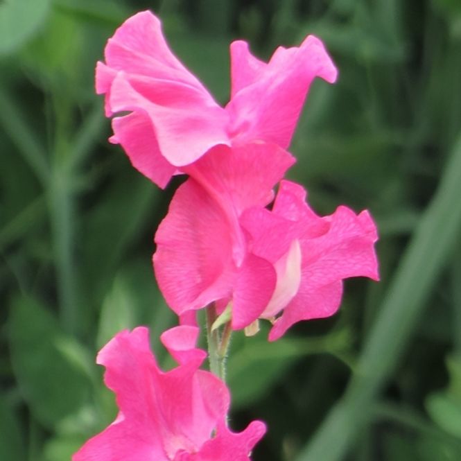 Hovedbilde Blomsterert 'Milly' - Lathyrus odoratus