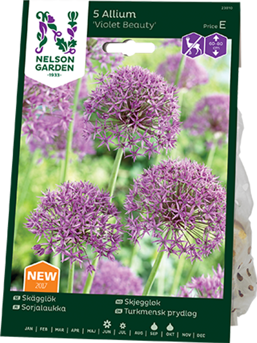 Skjeggløk 'Violet Beauty' - Allium stipitatum - 5 stk 