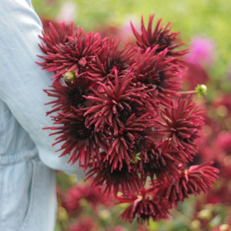 Georgine 'Black Narcissus - Dahlia x cultorum, 1 stk.