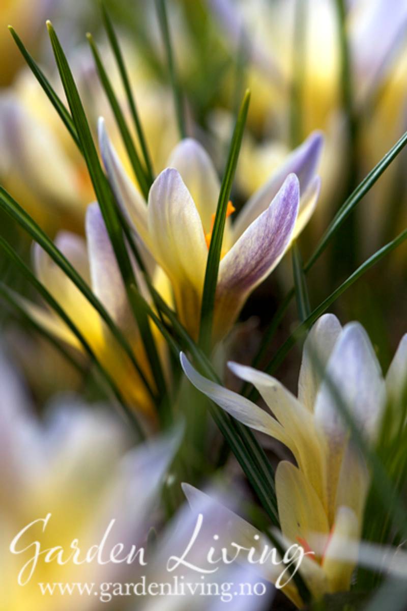 Begerkrokus 'Advance' - Crocus chrysanthus - 15 stk 