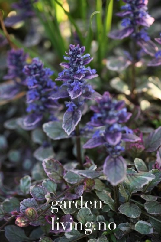 Krypjonsokkoll 'Burgundy Glow' - Ajuga reptans