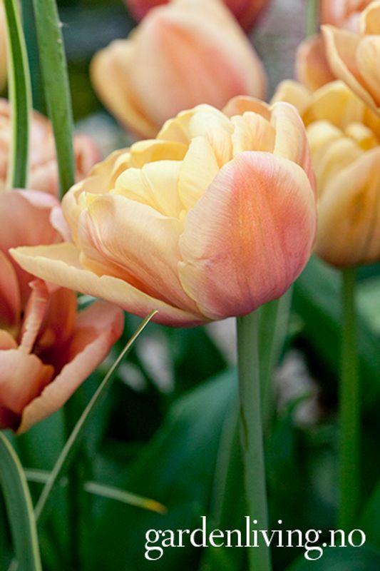 Tulipan 'La Belle Epoque' - 5 stk
