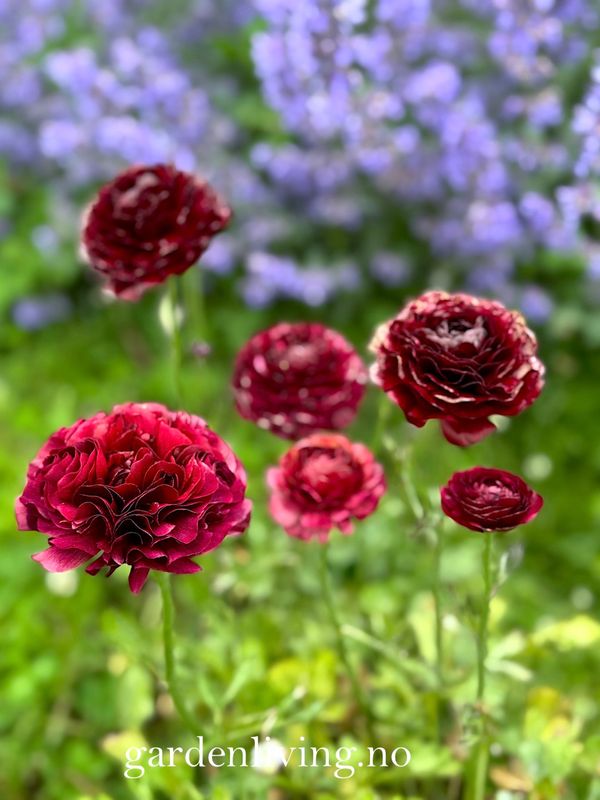 Ranunkler 'Amandine Chocolate' - Ranunculus, 10 stk.