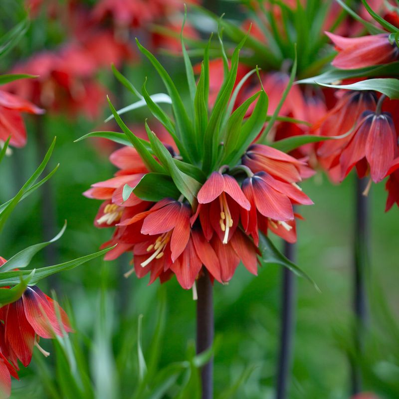 Keiserkrone ’Red Beauty'’ - Fritillaria imperialis - 1 stk