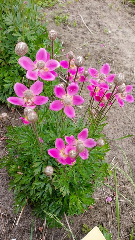 Lesserisymre 'Spring Beauty Pink' ™ Anemone x lesseri