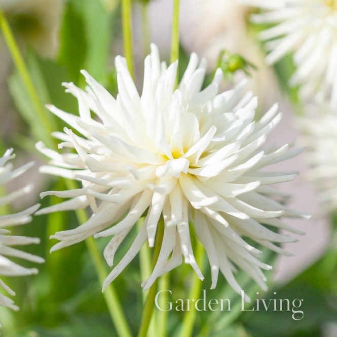 Hovedbilde Georgine 'Playa Blanca' - Dahlia x cultorum, 1 stk.