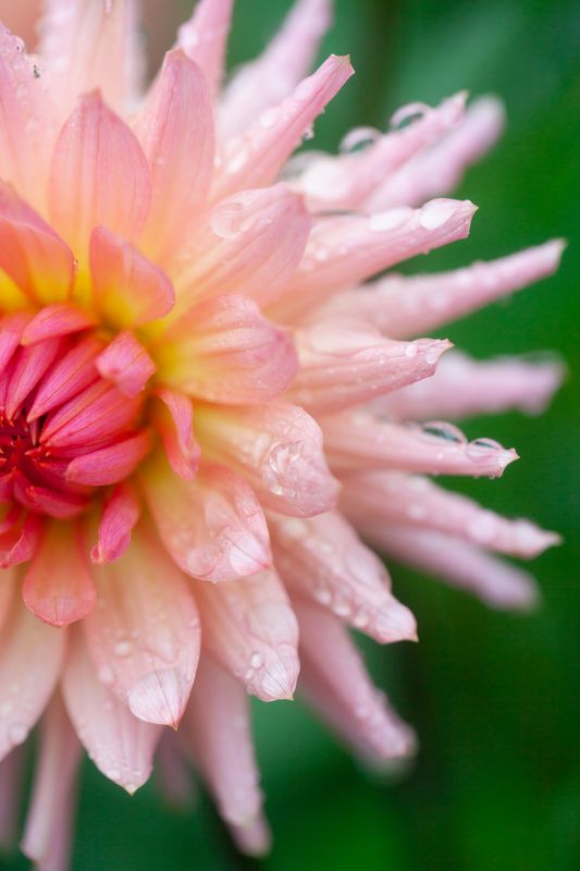 Georgine 'Preference' - Dahlia x cultorum, 1 stk.