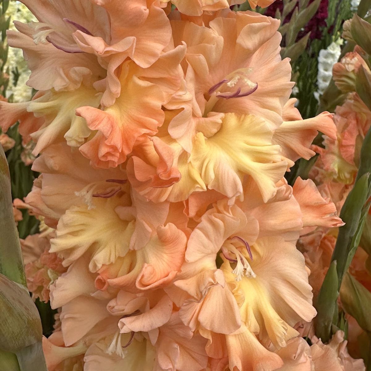 Gladiol 'The Great Queen Elizabeth' - Gladiolus, 10 stk.