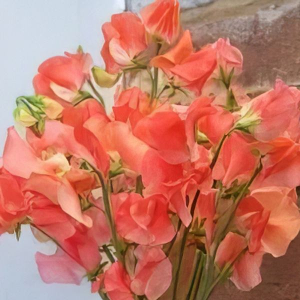 Hovedbilde Blomsterert 'Maloy' - Lathyrus odoratus 