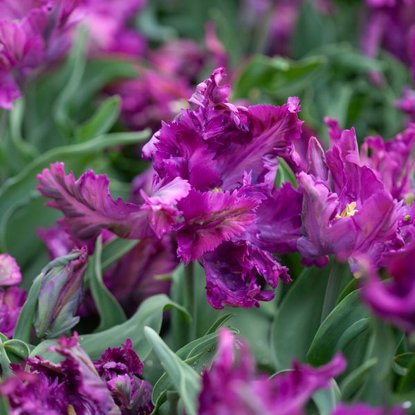 Hovedbilde Tulipan 'Parrot Negrita', papegøyeblomstrende - 7 stk
