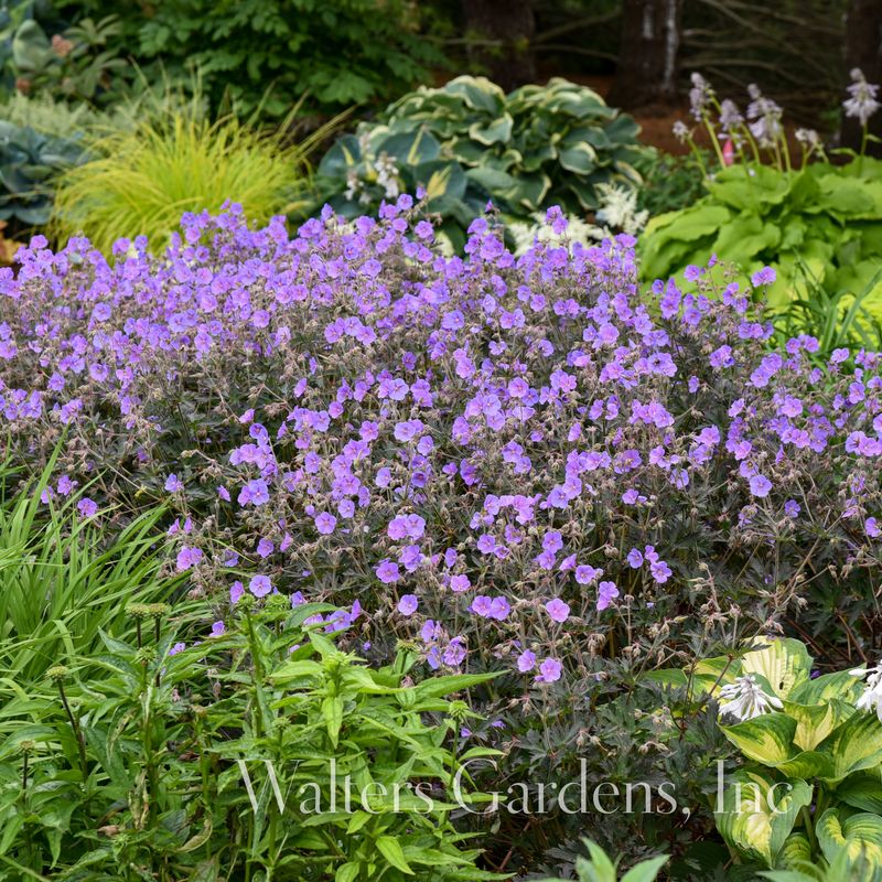 Engstorkenebb 'Boom Chocolatta' ® - Geranium pratense 