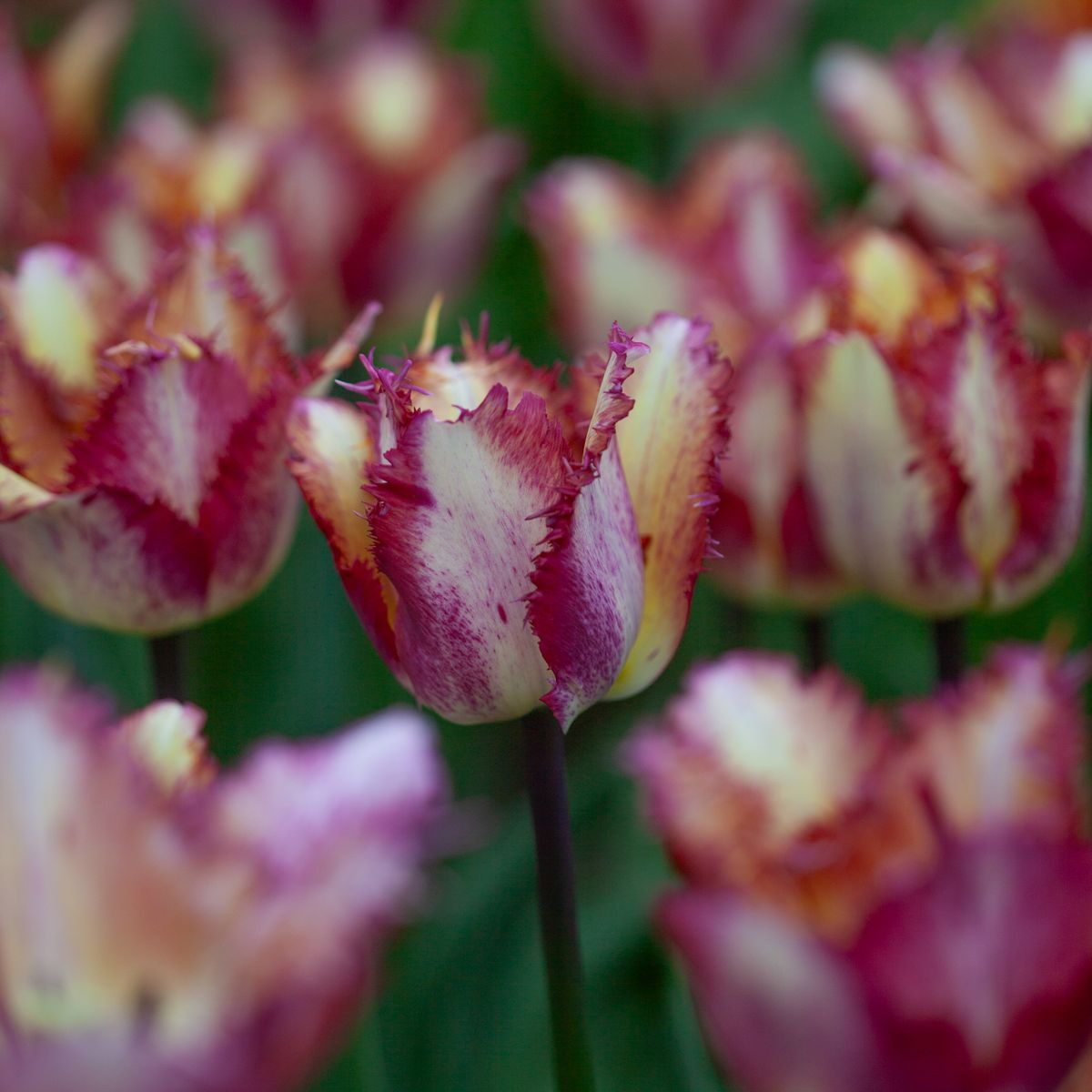 Tulipan 'Colour Fusion’,  Frynsetulipan  - 5 stk