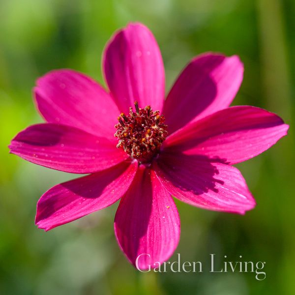Hovedbilde Sjokoladekosmos 'Cherry Chocolate' - Cosmos atrosanguineus ...