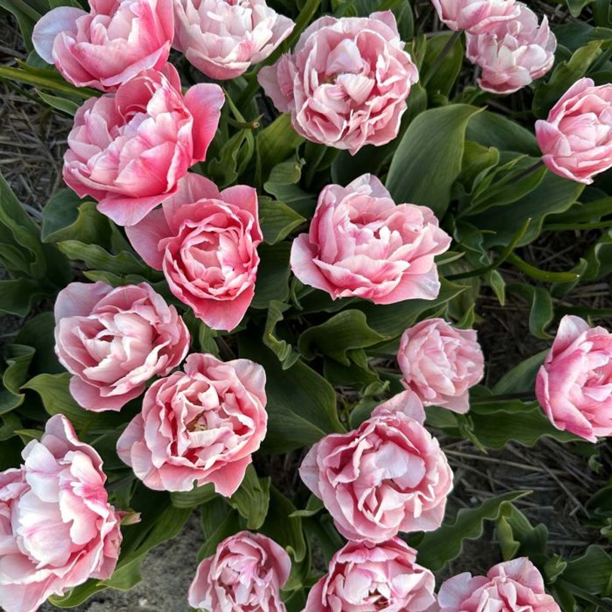 Tulipan 'Quinty Trustfull’, tidlig dobbel - 10 stk