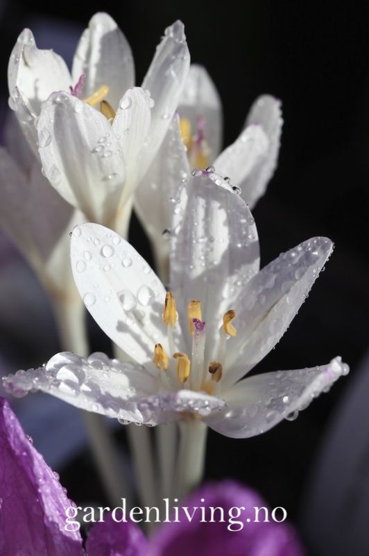 Tidløs - Colchicum autumnale 'Album' - 1 stk