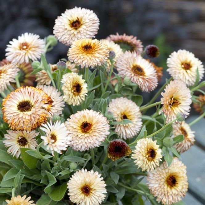 Hovedbilde Ringblomst 'Pygmy Buff' - Calendula officinalis