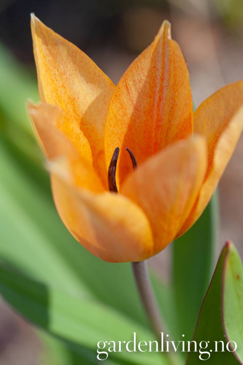 Symretulipan 'Shogun' - Tulipa prestans - 10 stk