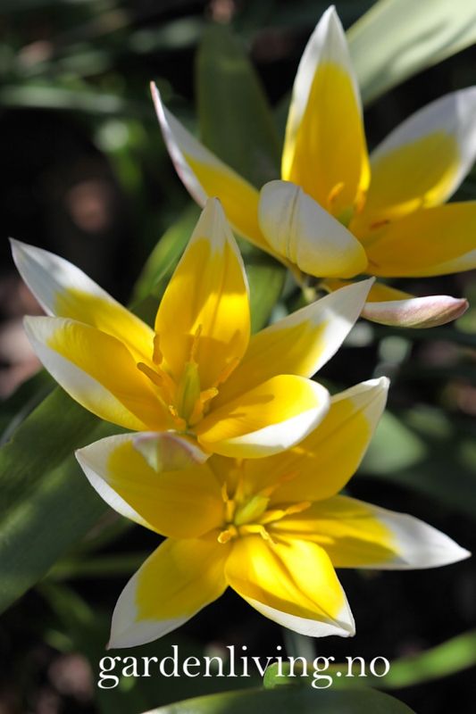 Skjermtulipan - Tulipa tarda - 10 stk