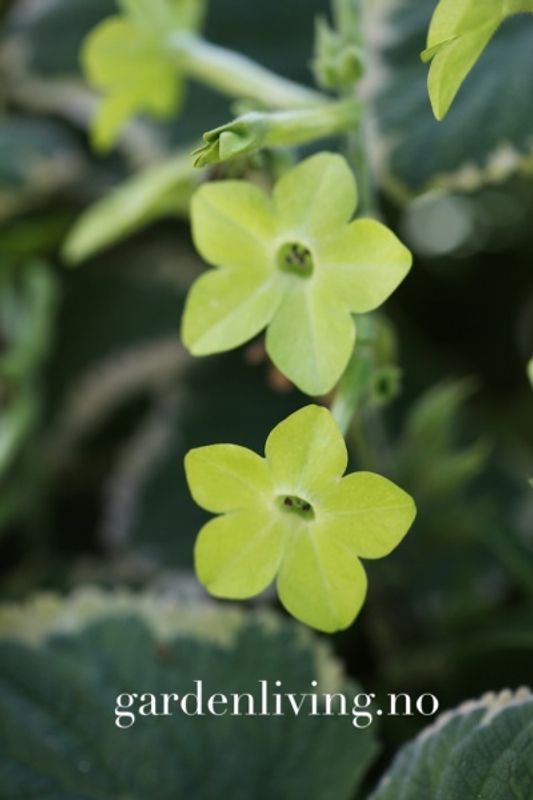 Prydtobakk 'Lime Green' - Nicotiana x sanderae