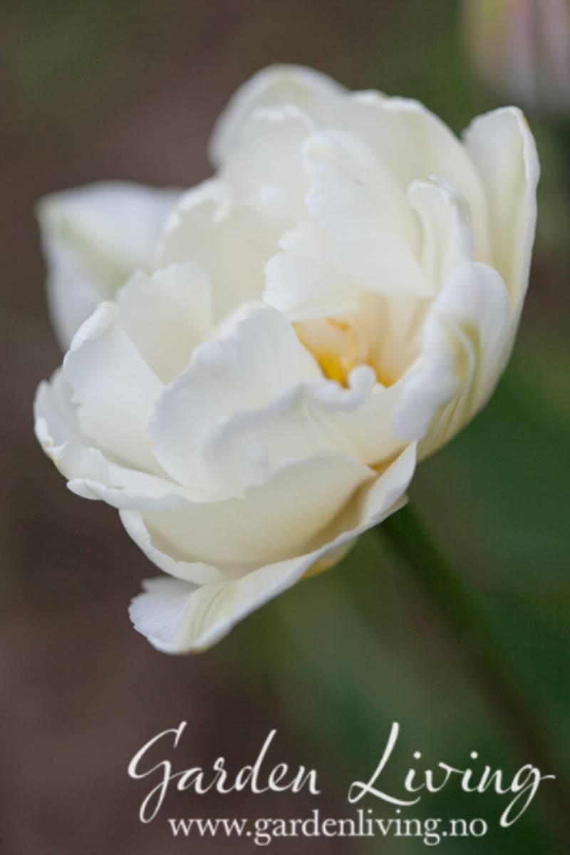 Tulipan 'Mount Tacoma’, sen dobbel - 8 stk