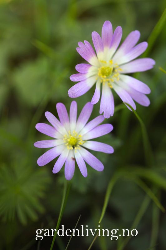 Balkansymre 'Charmer' - Anemone blanda - 10 stk