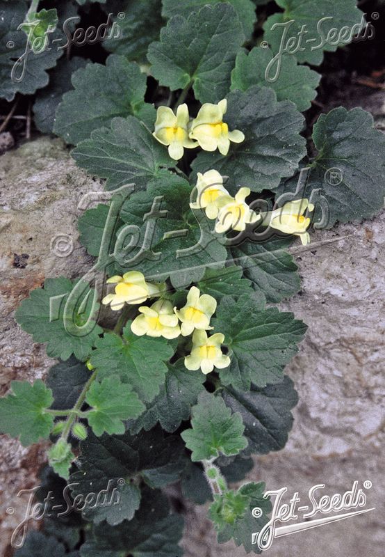 Asarina procumbens