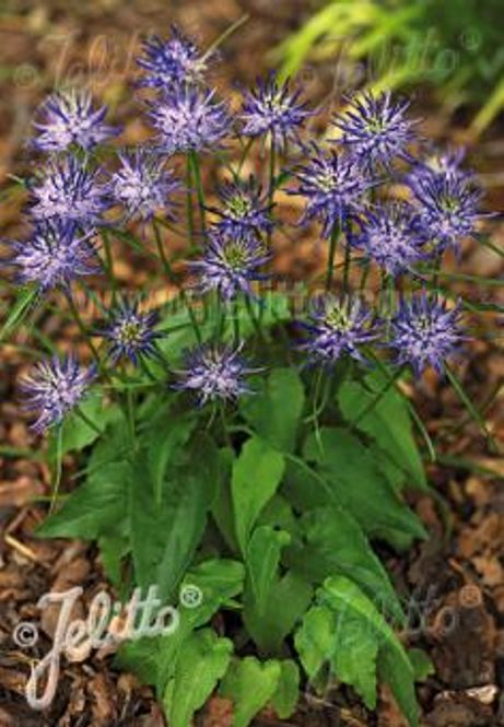 Hovedbilde Hornvadderot - Phyteuma scheuchzeri