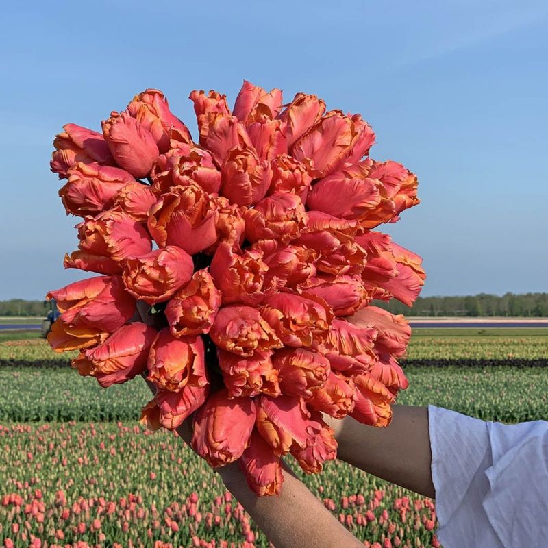 Tulipan 'Amazing Parrot', papegøyeblomstrende - 8 stk