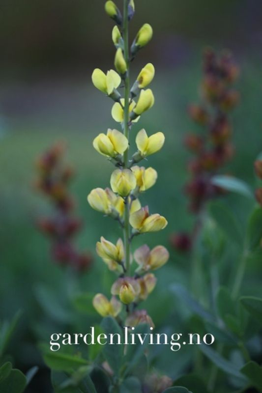 Fargeskolm 'Solar Flare' ™ - Baptisia
