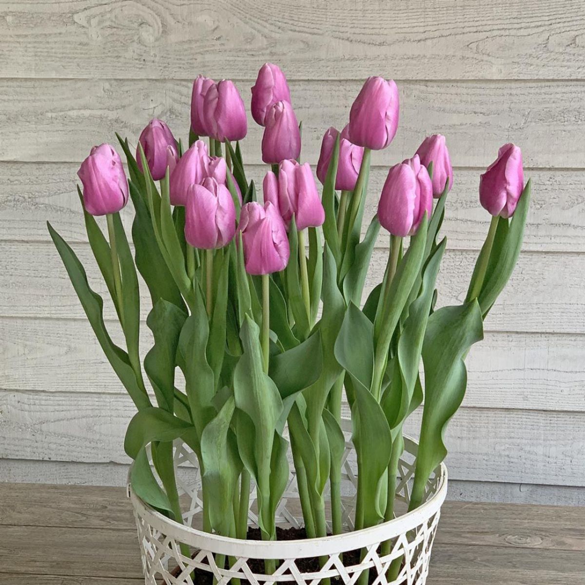 Tulipan 'Argos' - 10 stk