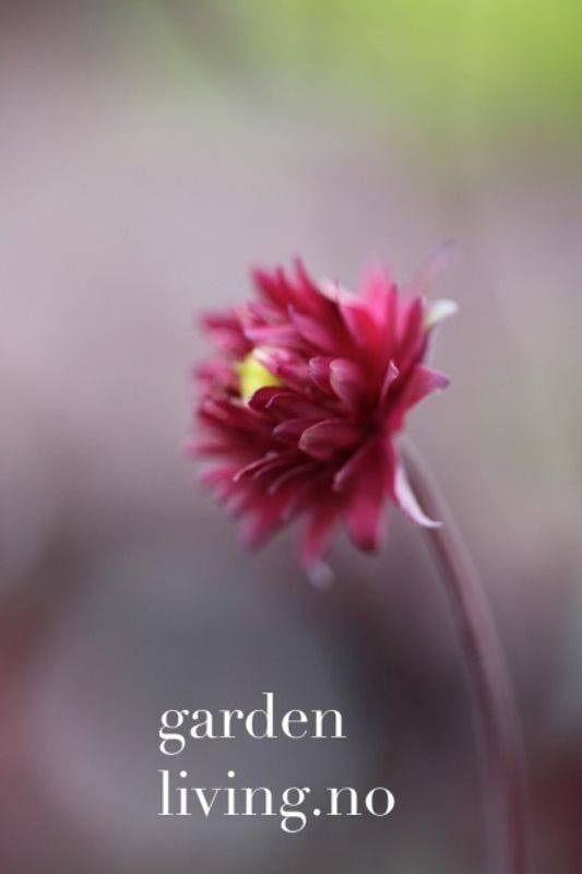 Akeleie 'Ruby Port’ - Aquilegia vulgaris 