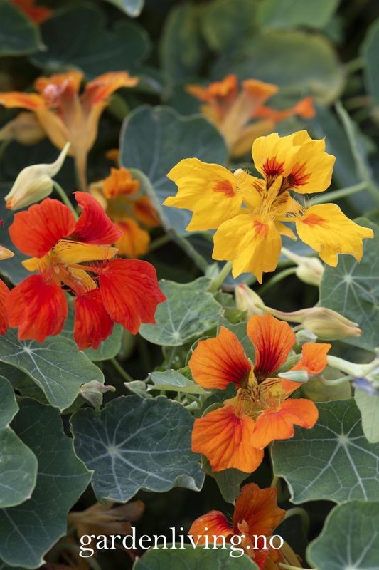 Blomkarse 'Arizona Mix' - Tropaeolum majus