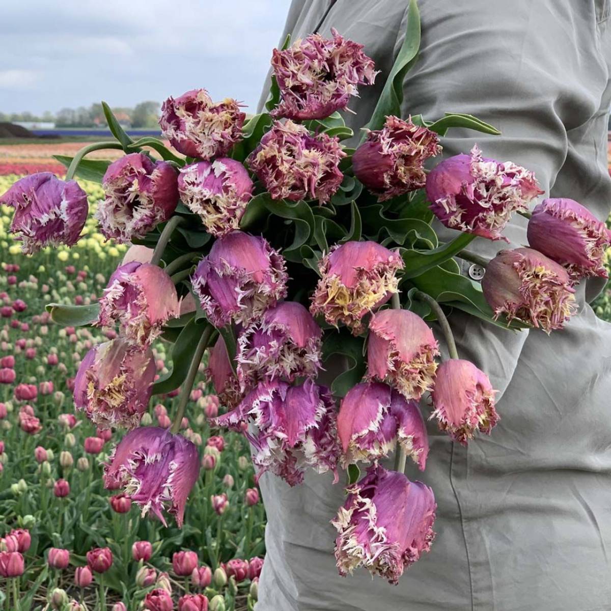 Tulipan 'Crunchy Cummins', frynsetulipan - 10 stk