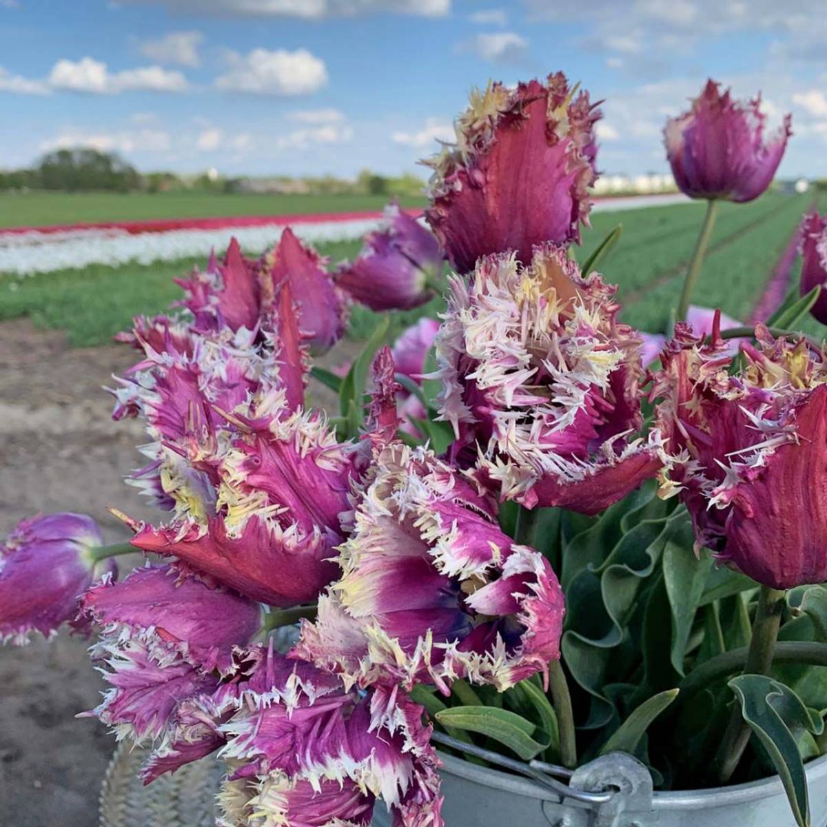 Tulipan 'Crunchy Cummins', frynsetulipan - 10 stk