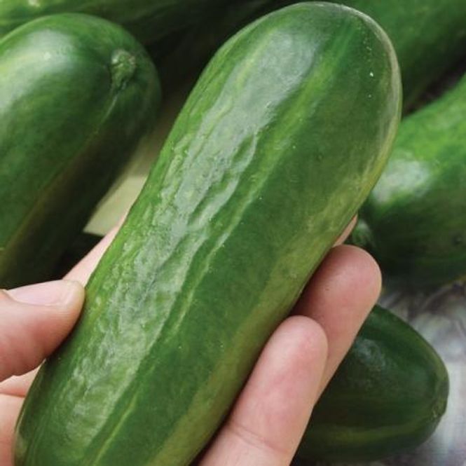 Hovedbilde Slangeagurk 'Iznik F1 mini - Cucumis sativus