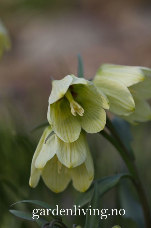Blekkrone - Fritillaria pallidiflora - 1 stk