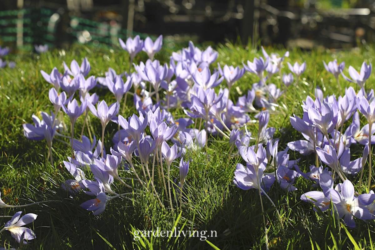Høstkrokus - Crocus speciosus - 10 stk