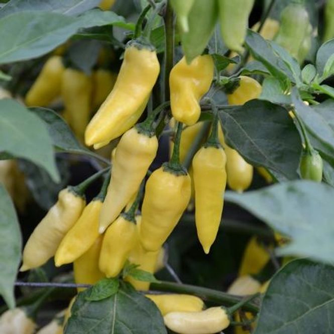 Hovedbilde Chilipepper 'Wraith' Superhot! - Capsicum chinense