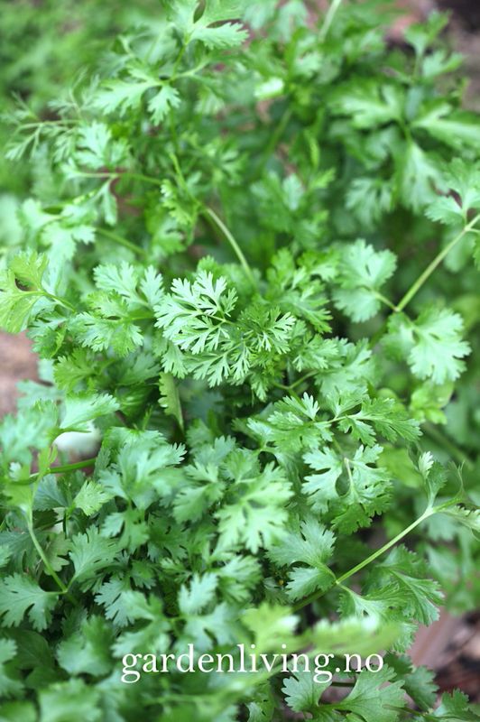 Koriander 'Cilantro' - Coriandrum sativum
